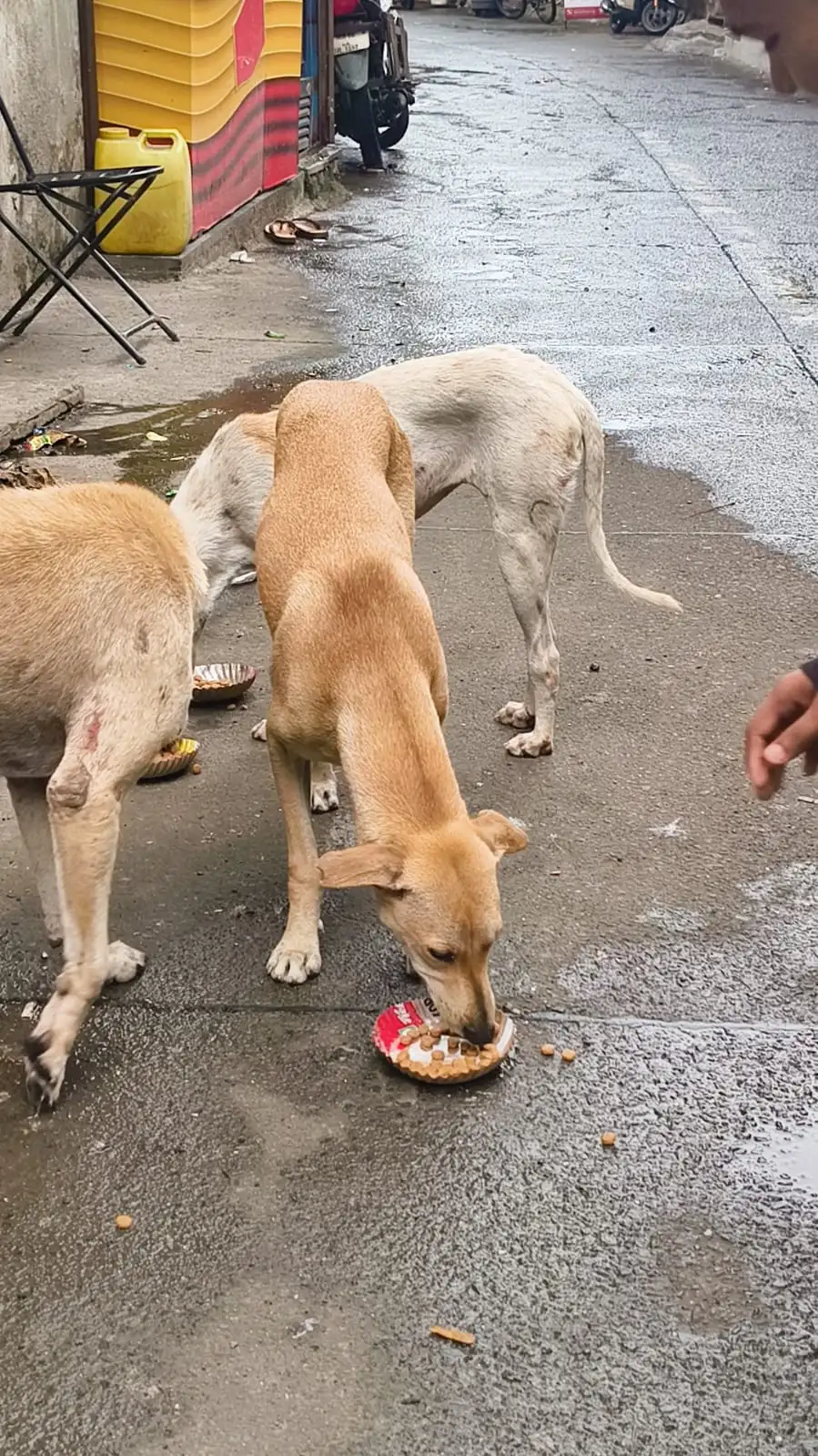 Ensuring hungry stray animals receive fresh nutrition