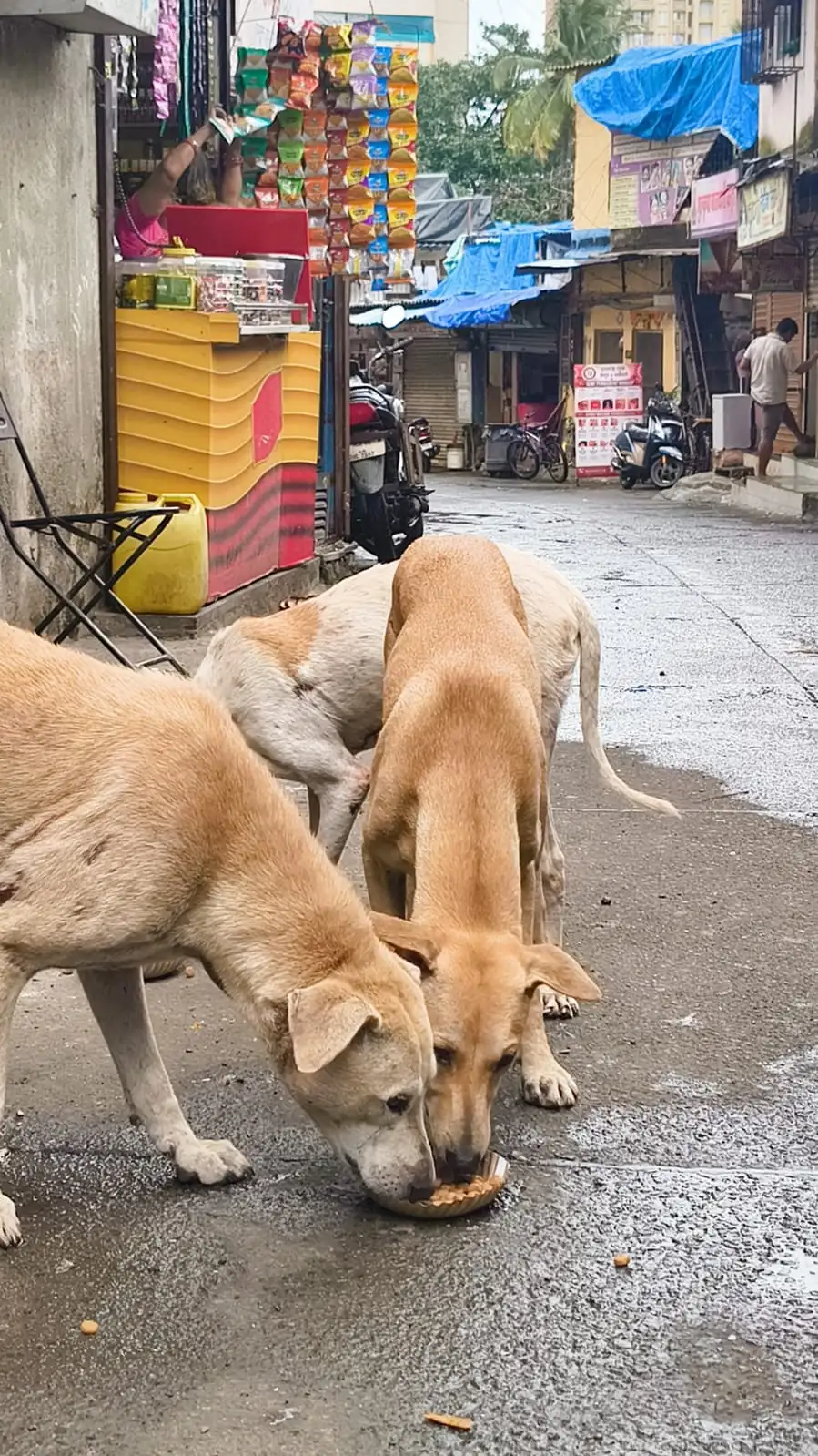 Street dogs peacefully enjoying wholesome meals